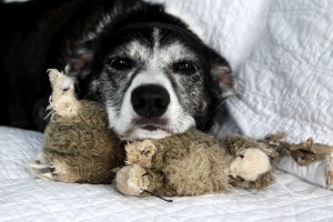 dog with chin on stuffed animal